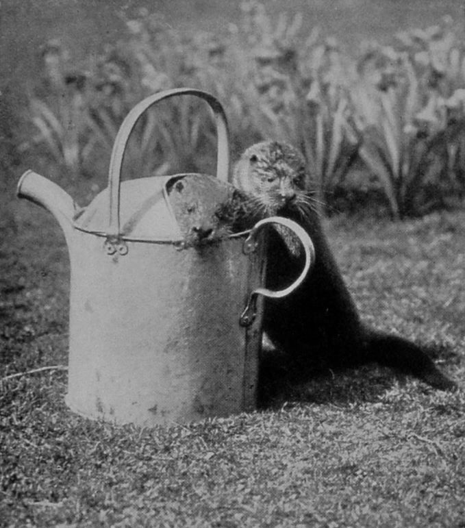 TWO TAME OTTERS.