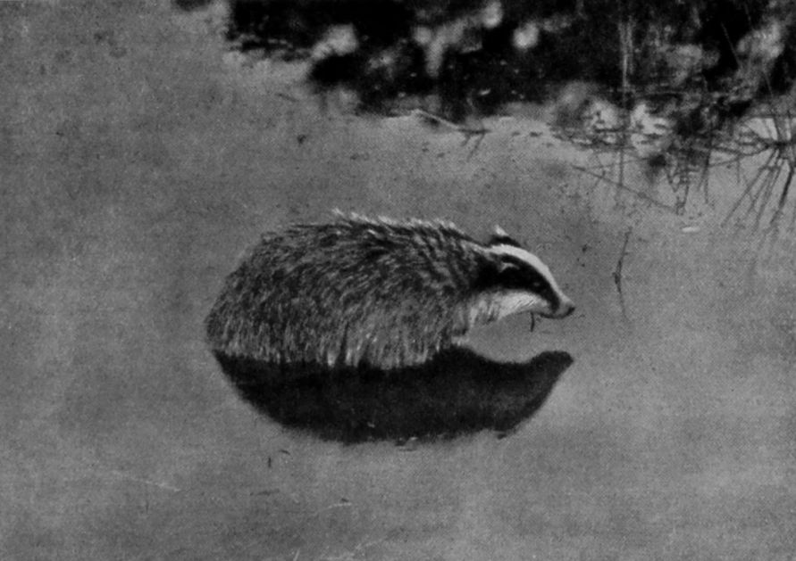 A BADGER IN THE WATER.