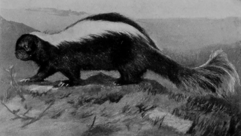 A SKUNK.