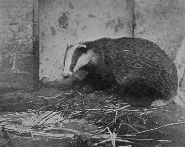 EUROPEAN BADGER.