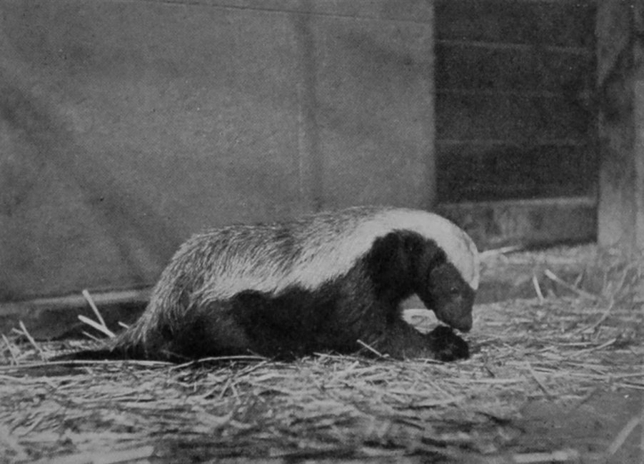 RATEL.