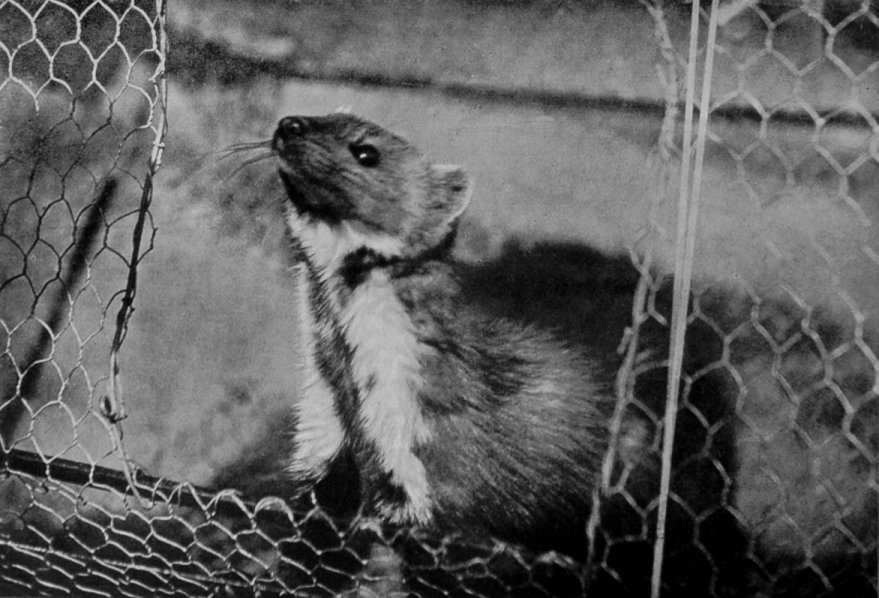 PINE-MARTEN.