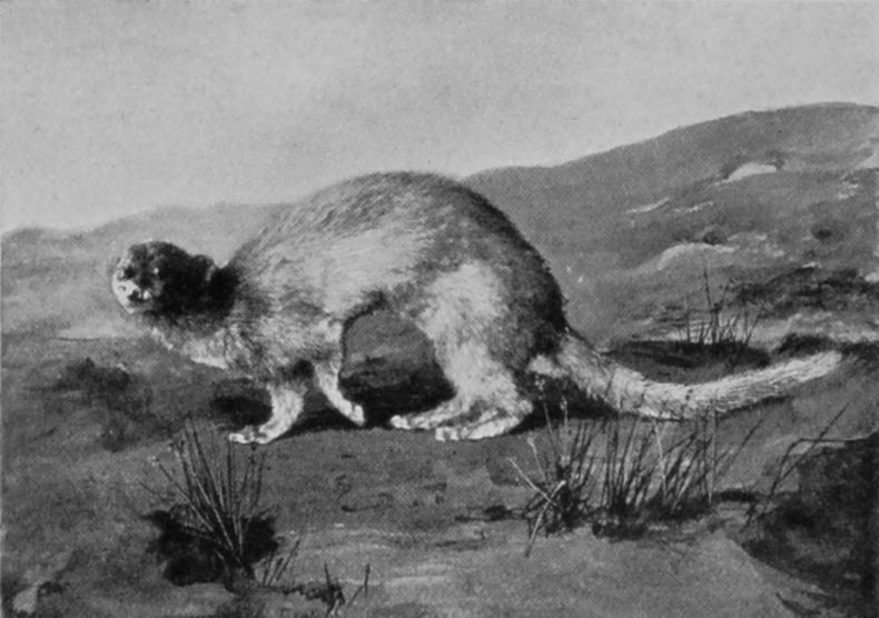 HIMALAYAN WEASEL.