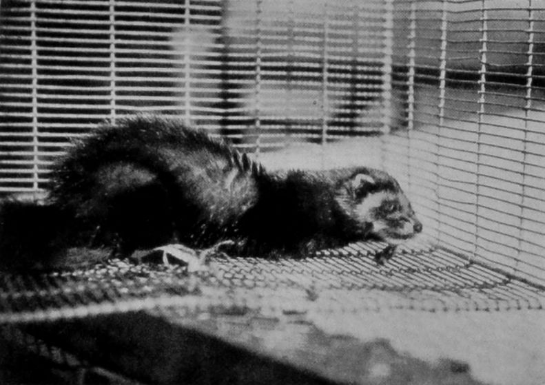 POLECAT.