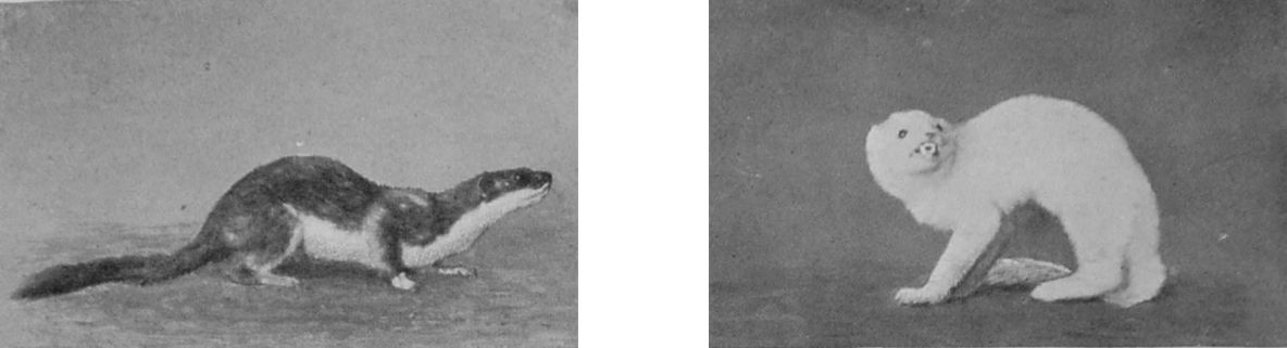COMMON STOAT.