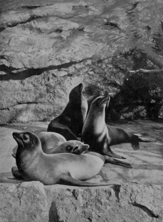 CALIFORNIAN SEA-LIONS, OR EARED SEALS.