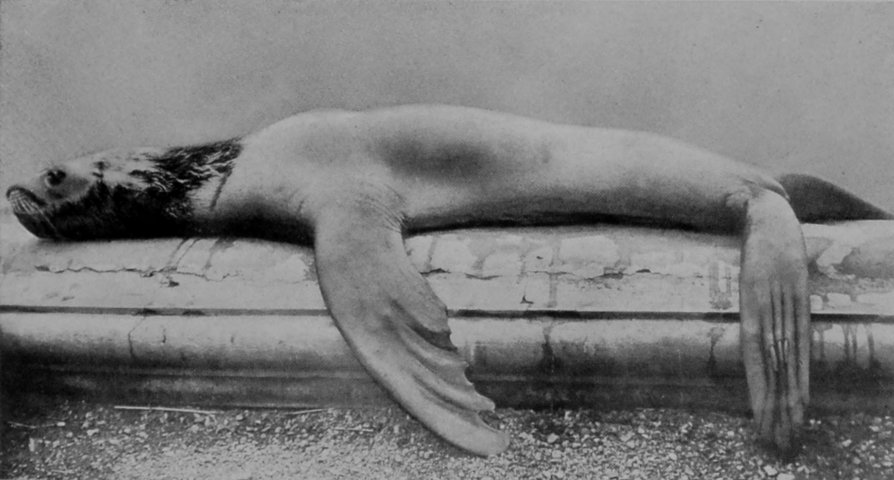 SEA-LION.