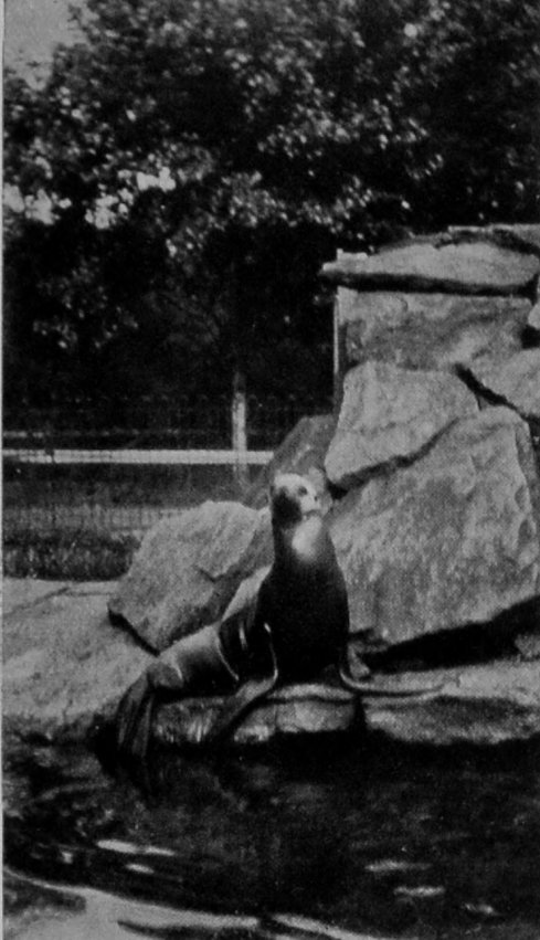 SEA-LION.