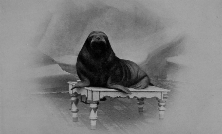 FEMALE WALRUS.