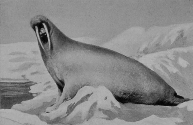 MALE WALRUS.