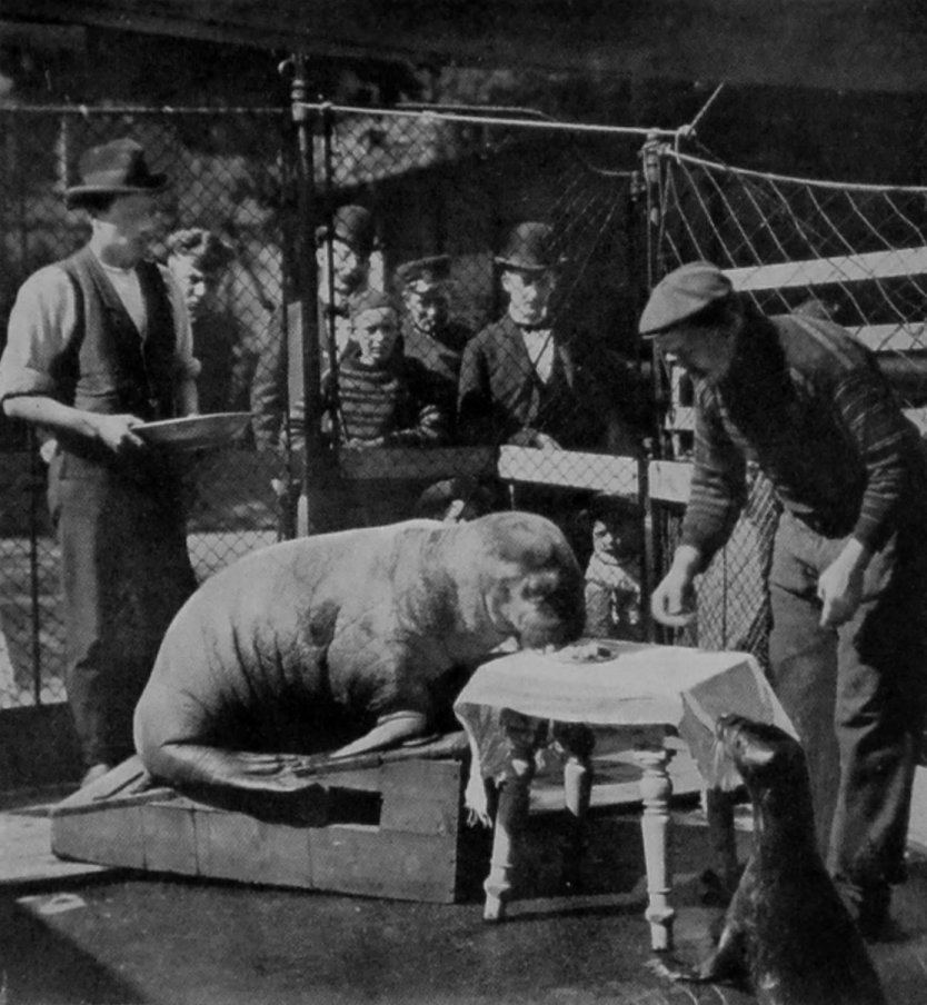 WALRUS AND SEA-LION.