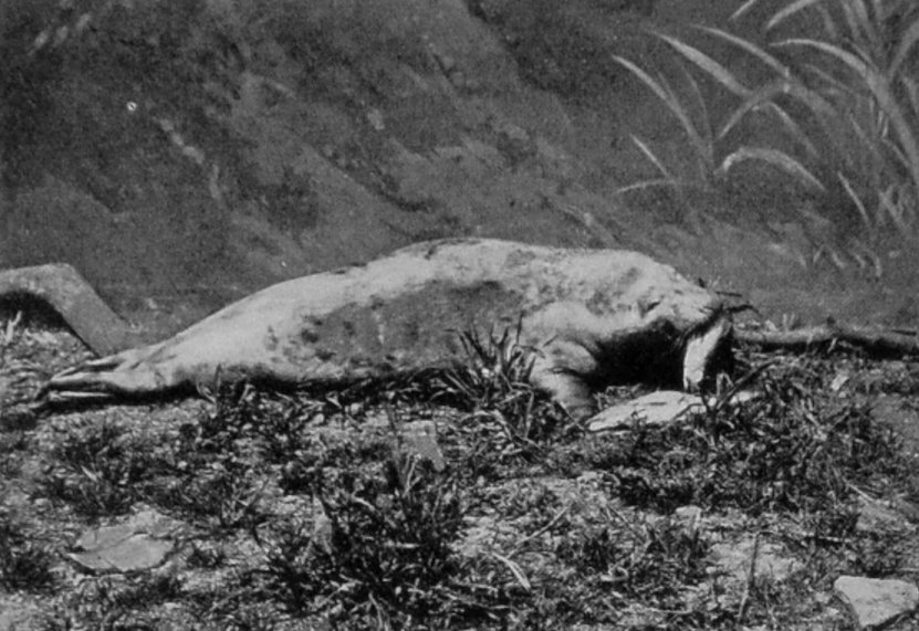 GREY SEAL.