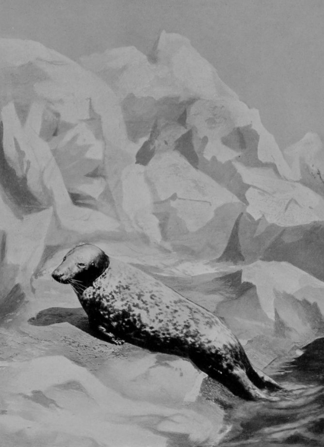GREY SEAL.