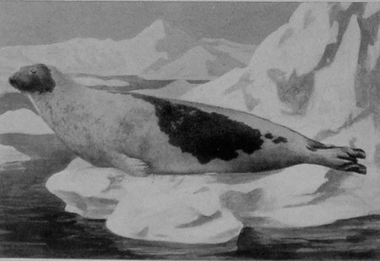 HARP-SEAL.