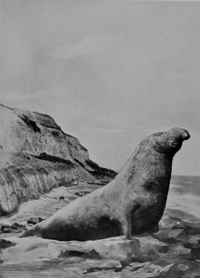 SEA-ELEPHANT.