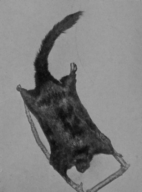FLYING-SQUIRREL.