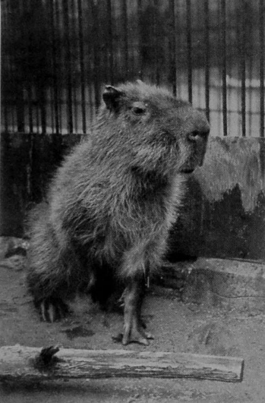 CAPYBARA.