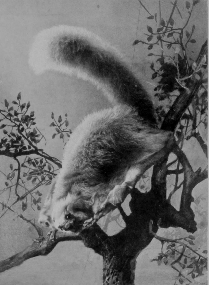 FLYING-SQUIRREL.