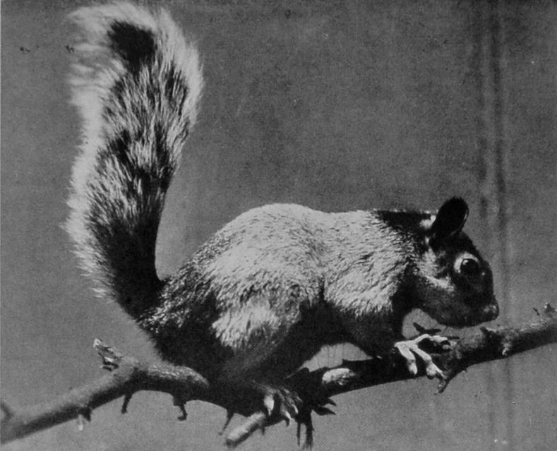 DORSAL SQUIRREL FROM CENTRAL AMERICA.