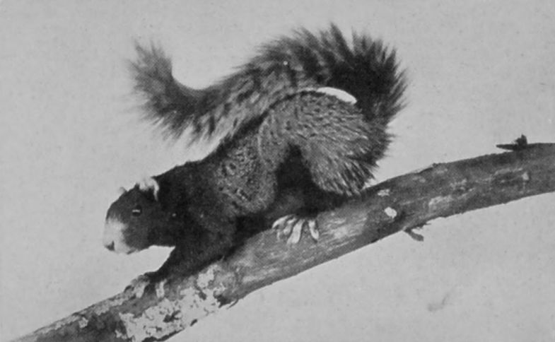 BLACK FOX-SQUIRREL.