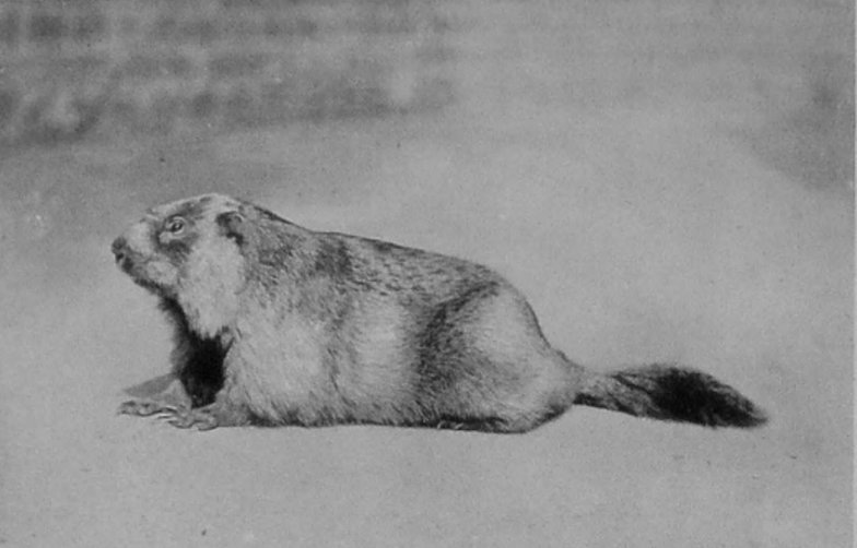 LONG-TAILED MARMOT.