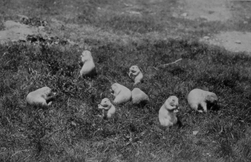 PRAIRIE-DOGS, OR MARMOTS.