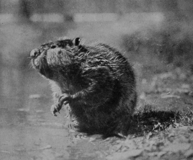 AMERICAN BEAVER.