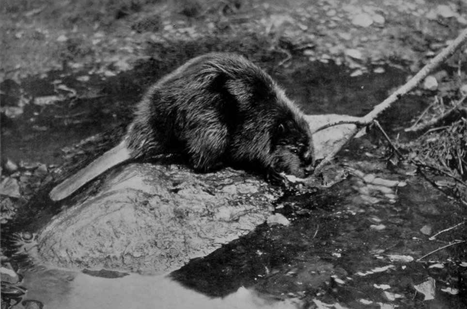 BEAVER.