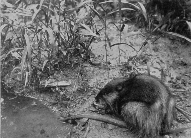 MUSK-RAT.