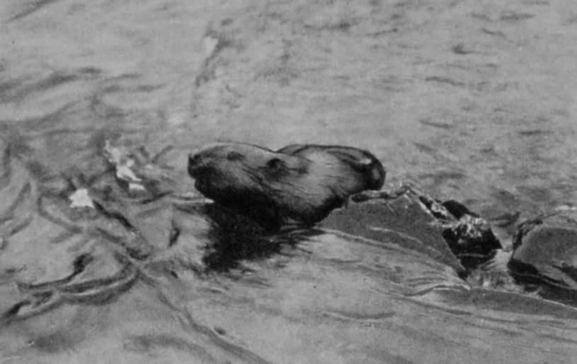 BEAVER.