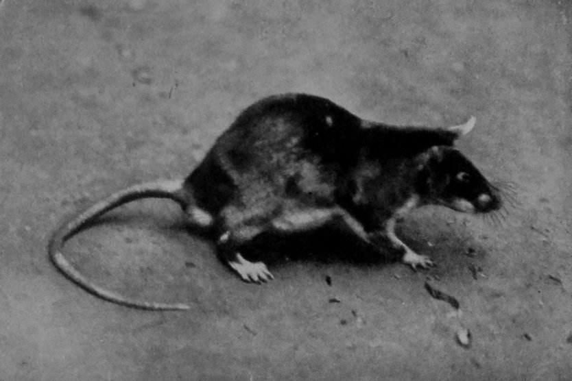 GAMBIAN POUCHED RAT.