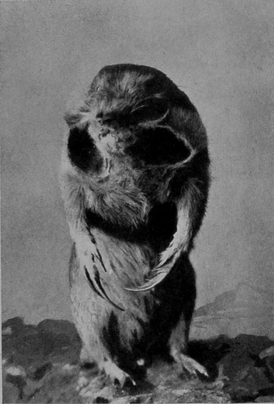 POCKET-GOPHER.