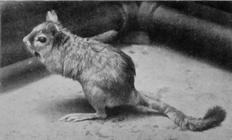 CAPE JUMPING-HARE.