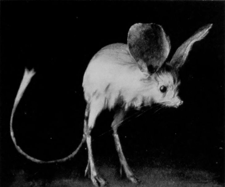 LONG-EARED JERBOA.