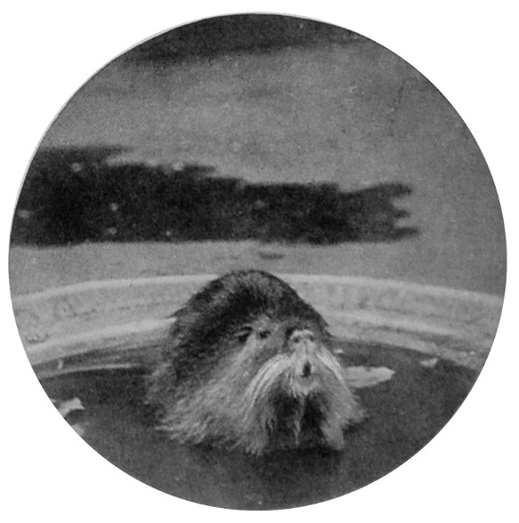 COYPU.
