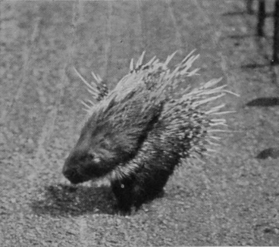 PORCUPINE.