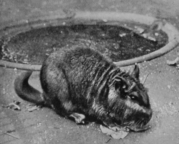 VISCACHA.
