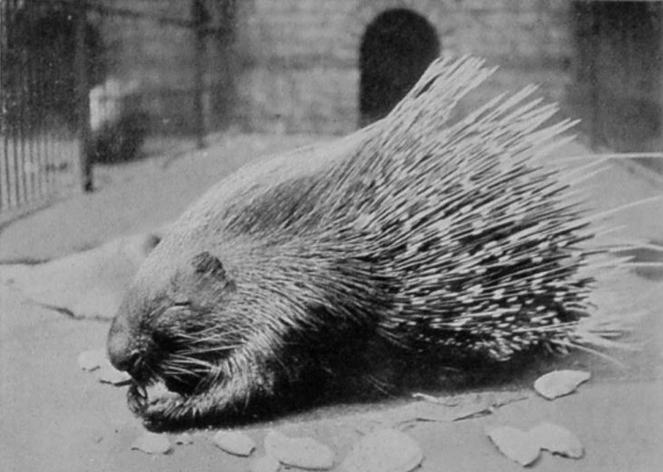 PORCUPINE.