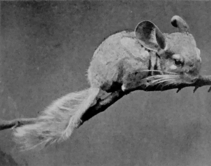 CHINCHILLA.