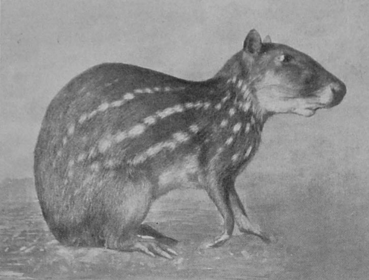 PACA, OR SPOTTED CAVY.