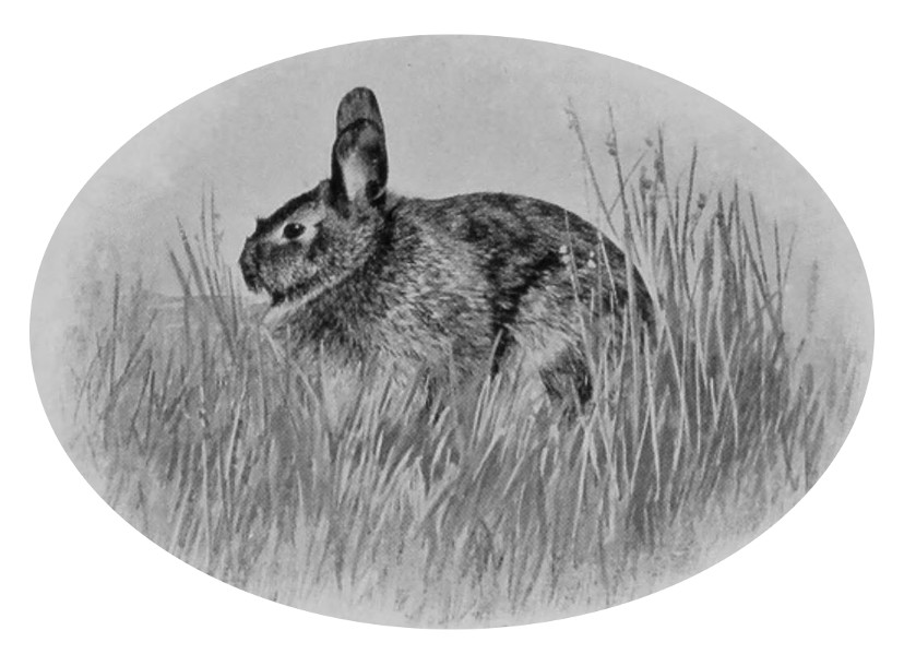 WOOD-HARE.