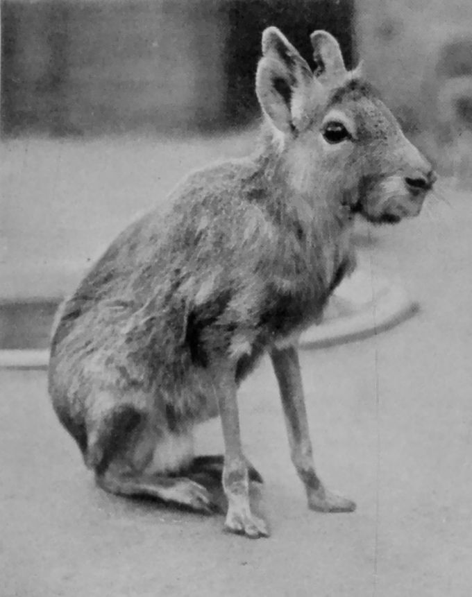 PATAGONIAN CAVY.