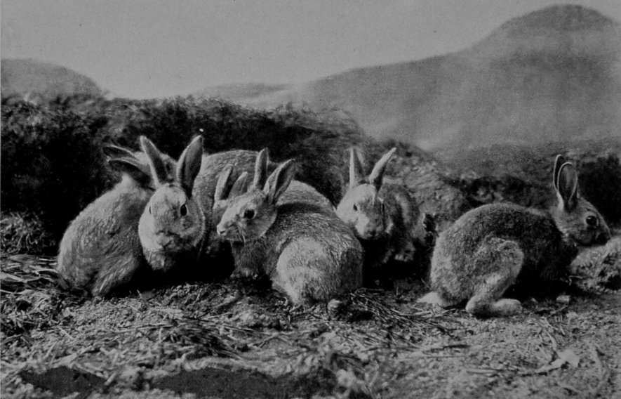 WILD RABBITS.