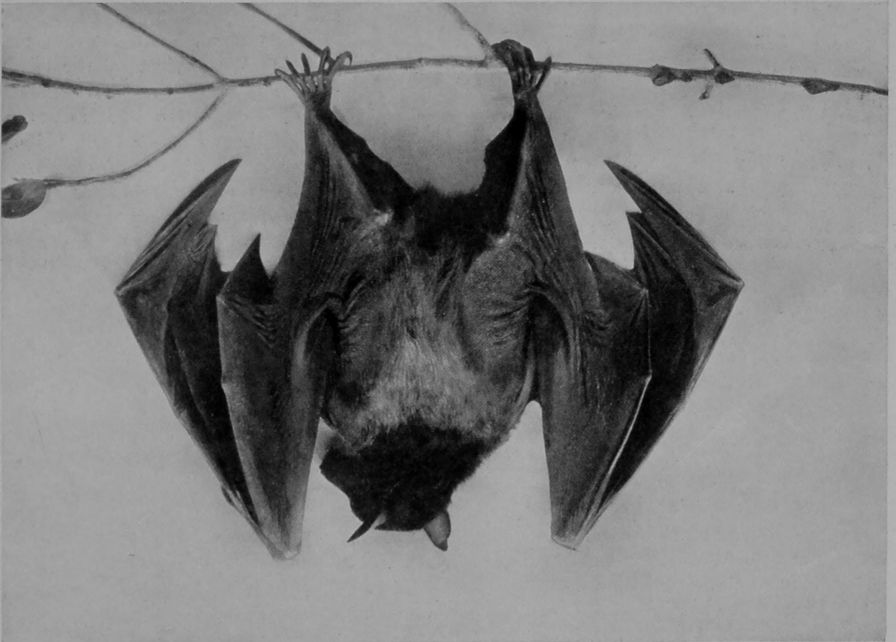 AUSTRALIAN FRUIT-BAT, OR "FLYING-FOX."