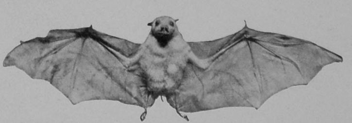 TUBE-NOSED FRUIT-BAT.