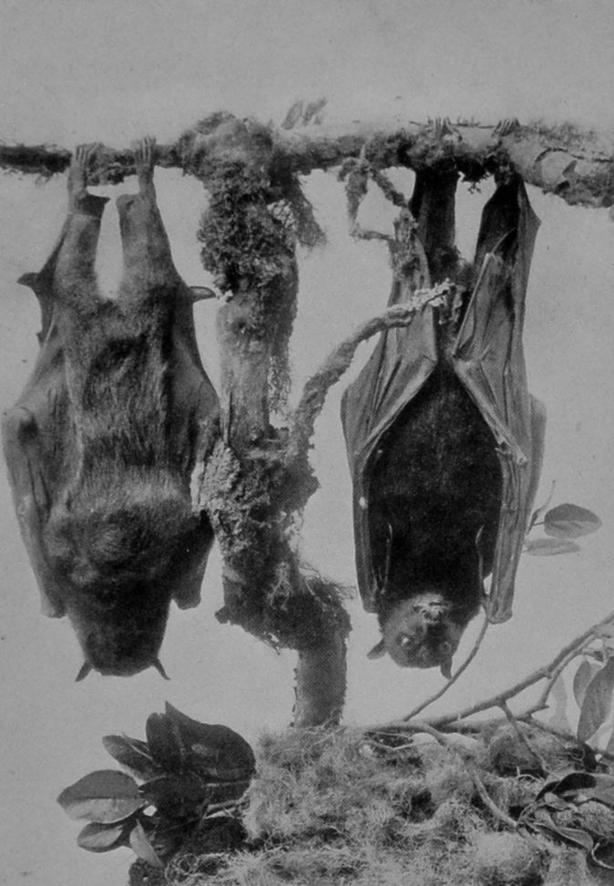 AUSTRALIAN FRUIT-BATS.