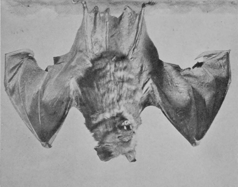 LEAF-NOSED BAT.