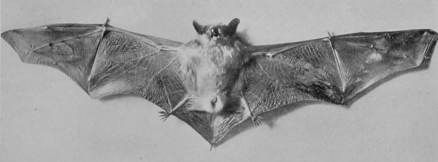 PIPISTRELLE BAT.