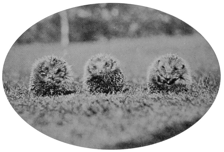 THREE BABY HEDGEHOGS.