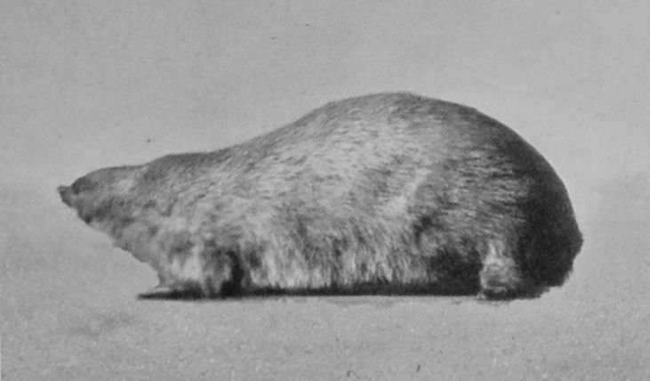 GOLDEN MOLE.